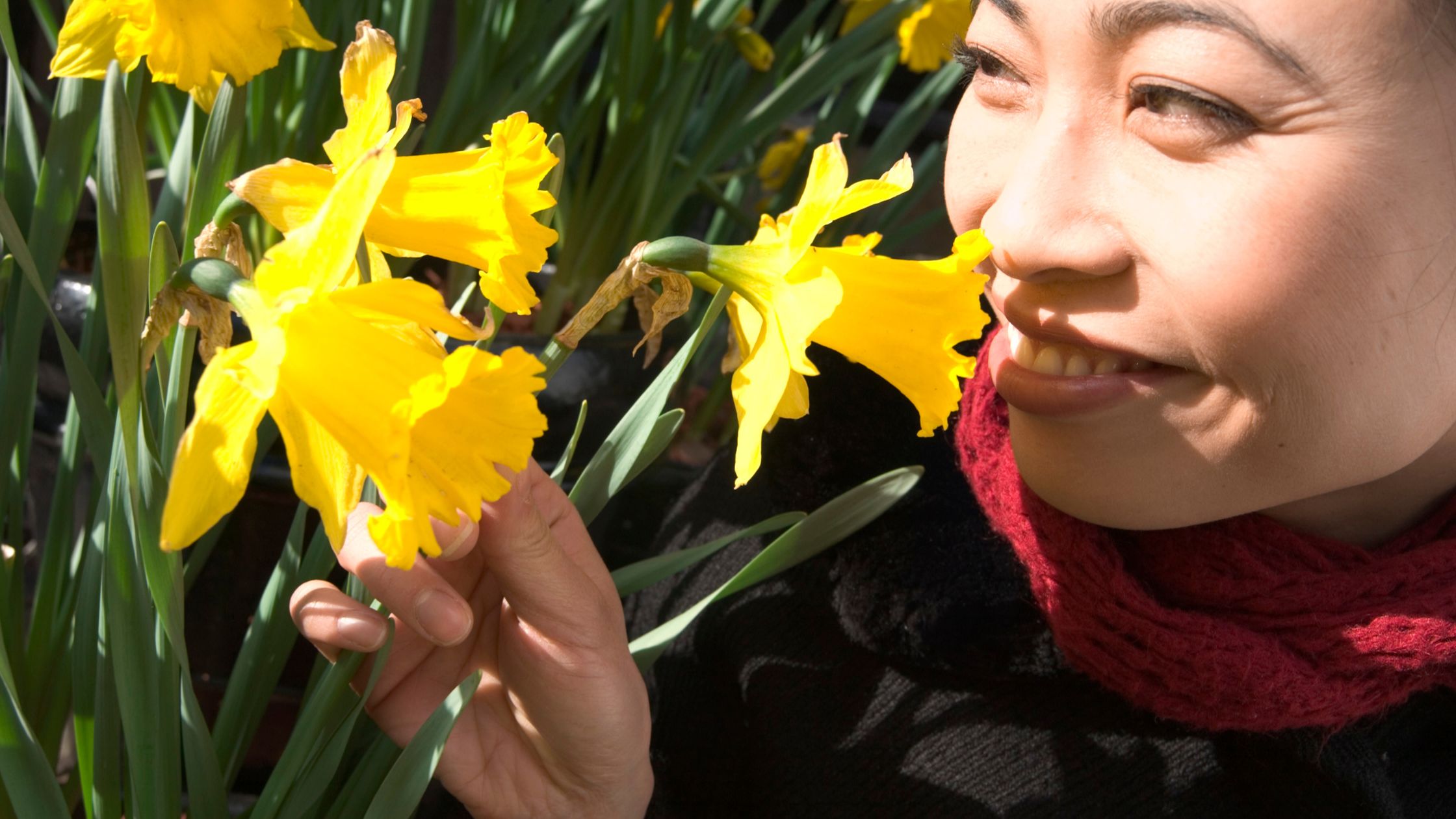 Woman smelling daffodils on Daffodil Day